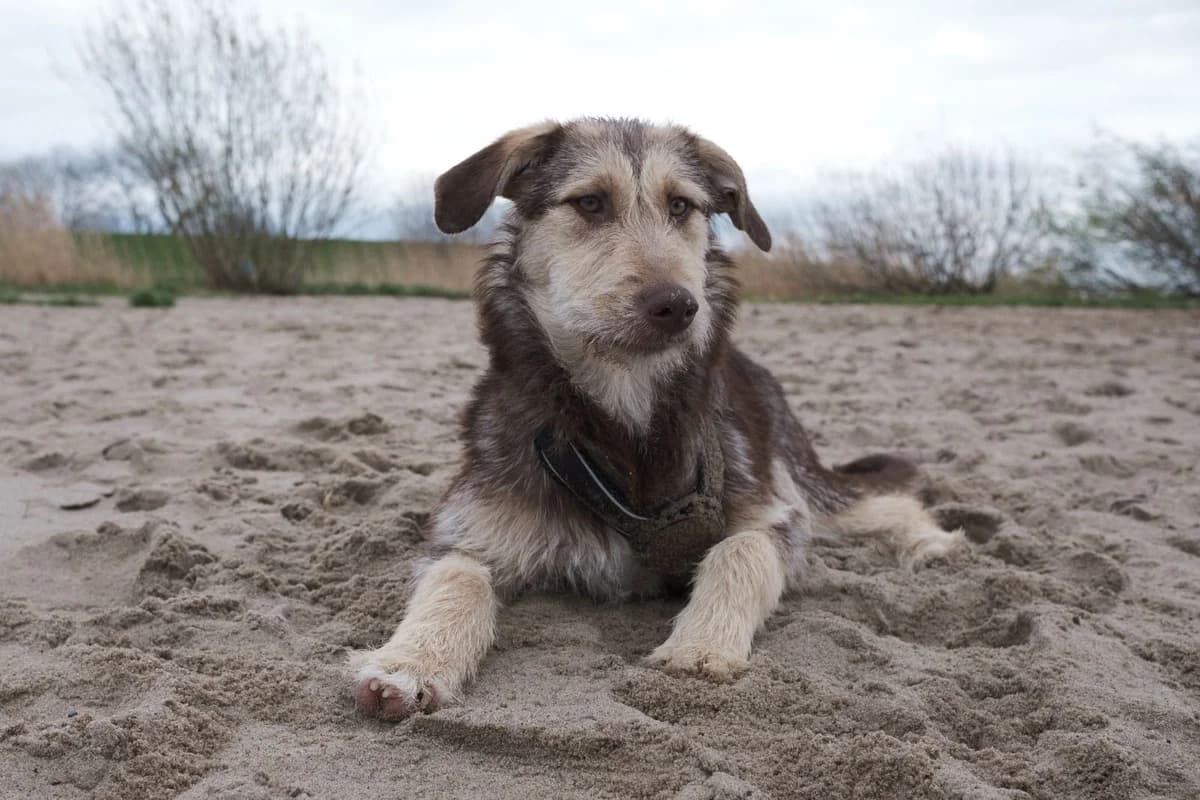 Cappuccino, weiß female puppy Mixed Breed for adoption at Ein Herz für Streuner e.V., München