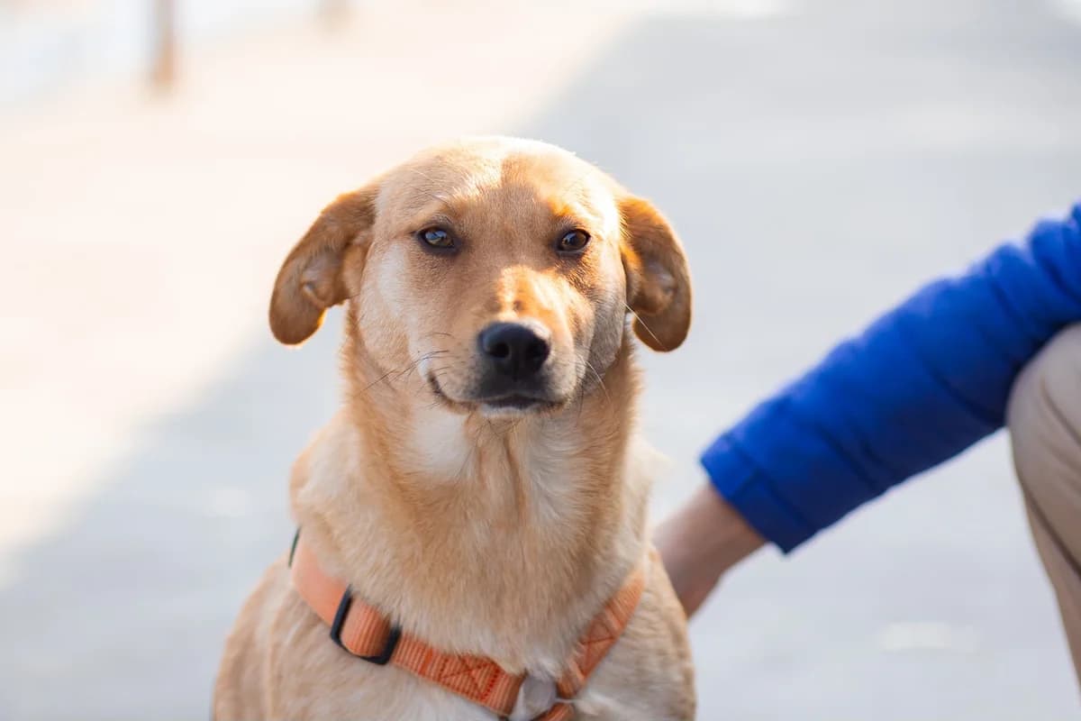 Cappuccino, female puppy Mixed Breed for adoption at Ein Herz für Streuner e.V., München