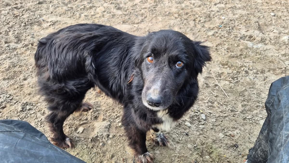 Capri, weiß female 5yo Mixed Breed for adoption at Ein Herz für Streuner e.V., München