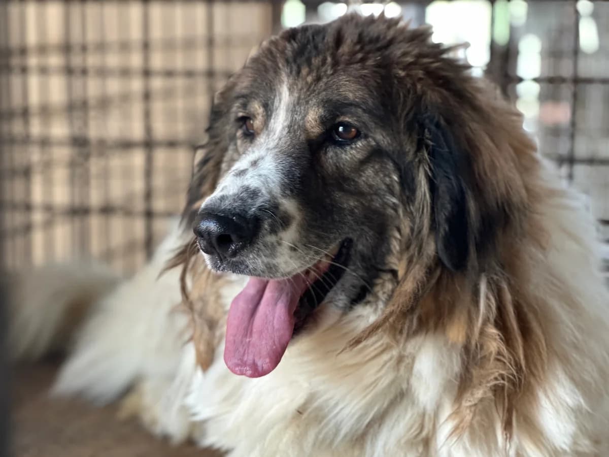 Captain Kirk, weiß male 5yo Mixed Breed for adoption at Ein Herz für Streuner e.V., München