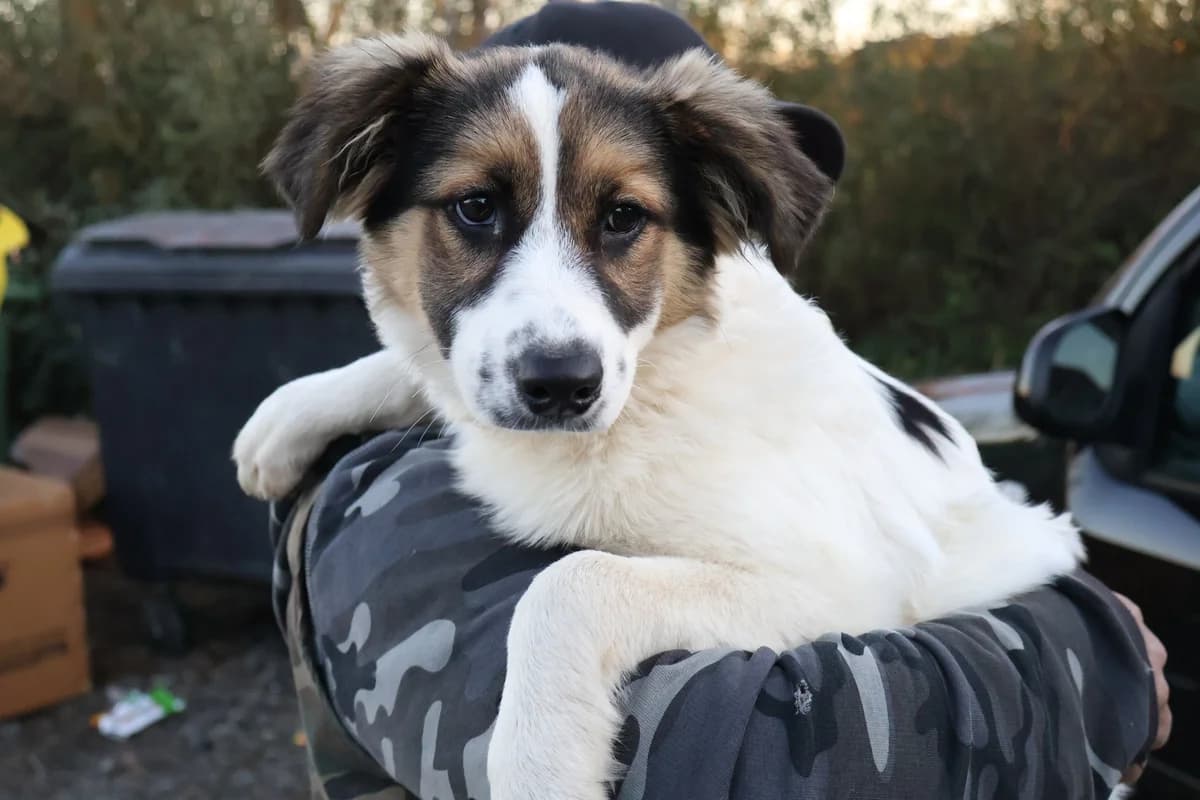 Cara, weiß female puppy Mixed Breed for adoption at Ein Herz für Streuner e.V., München