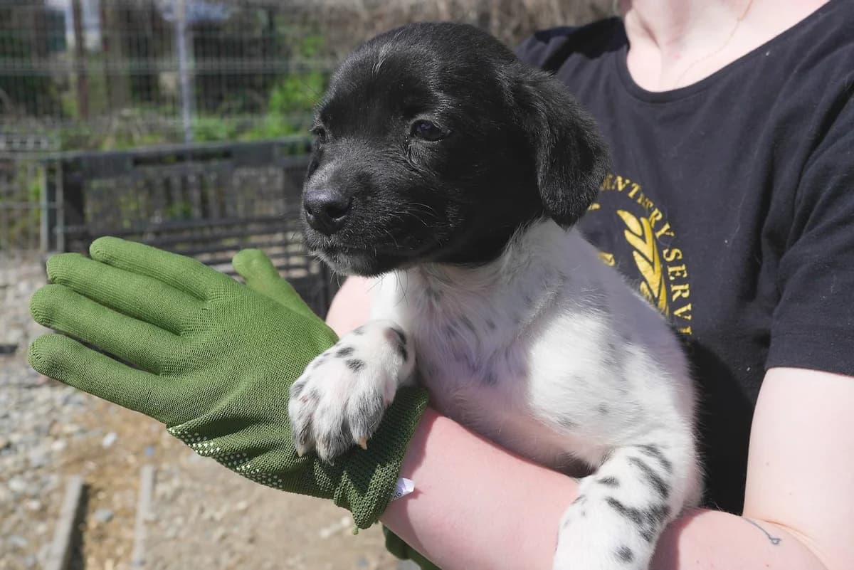 Cara, female puppy Mixed Breed for adoption at Ein Herz für Streuner e.V., München