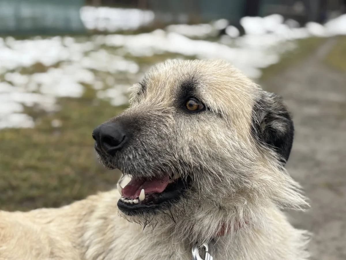 Cara, female 5yo Mixed Breed for adoption at Ein Herz für Streuner e.V., München