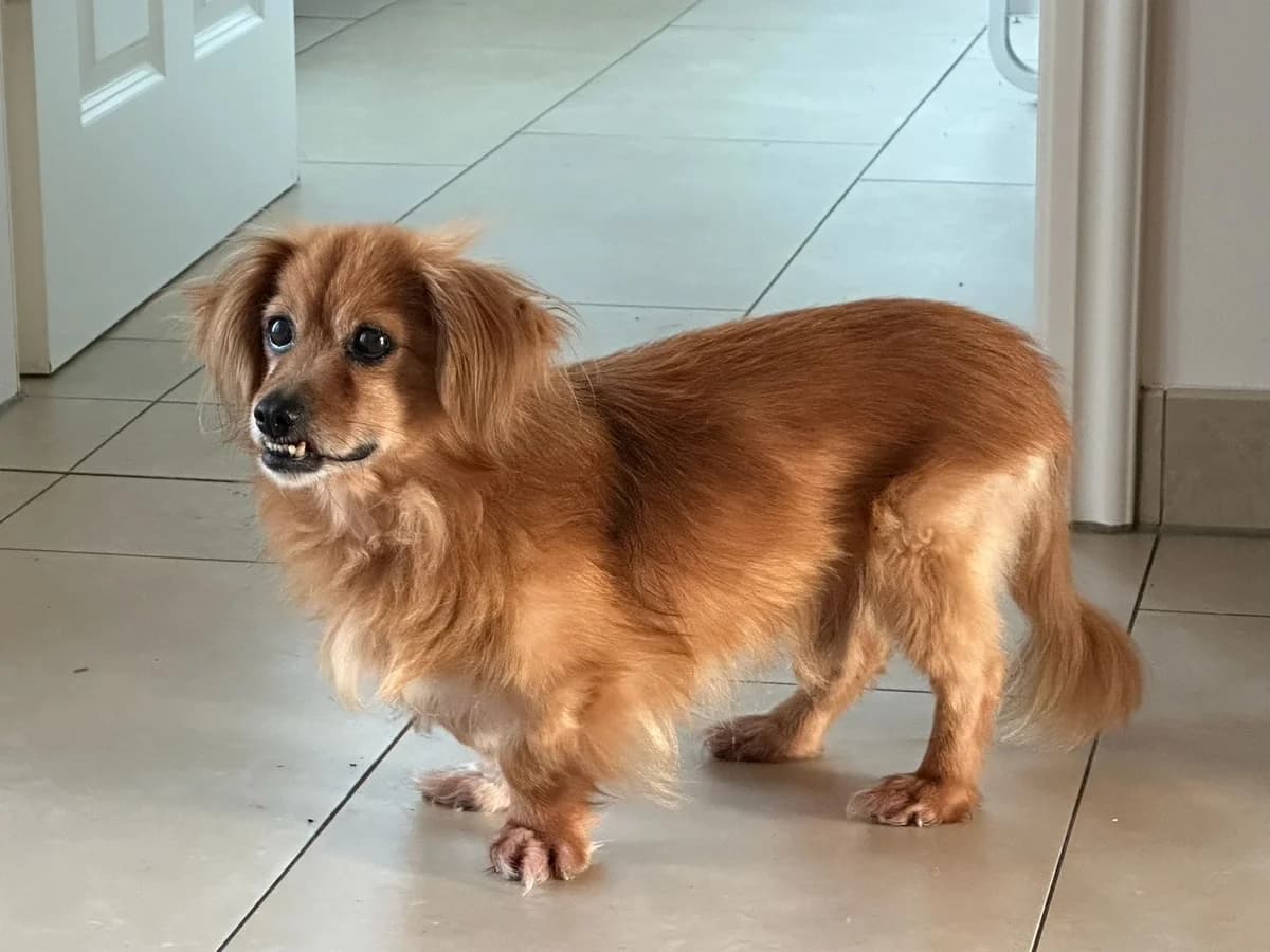 Caramell, male senior Mixed Breed for adoption at Ein Herz für Streuner e.V., München