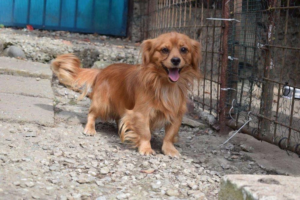 Caramello, 3yo Mixed Breed for adoption at Ein Herz für Streuner e.V., München