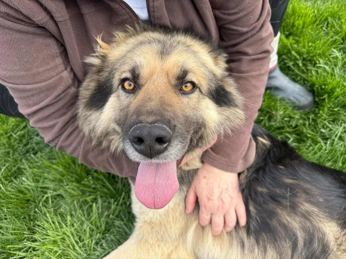 Caramelo, male 5yo Mixed Breed for adoption at Ein Herz für Streuner e.V., München