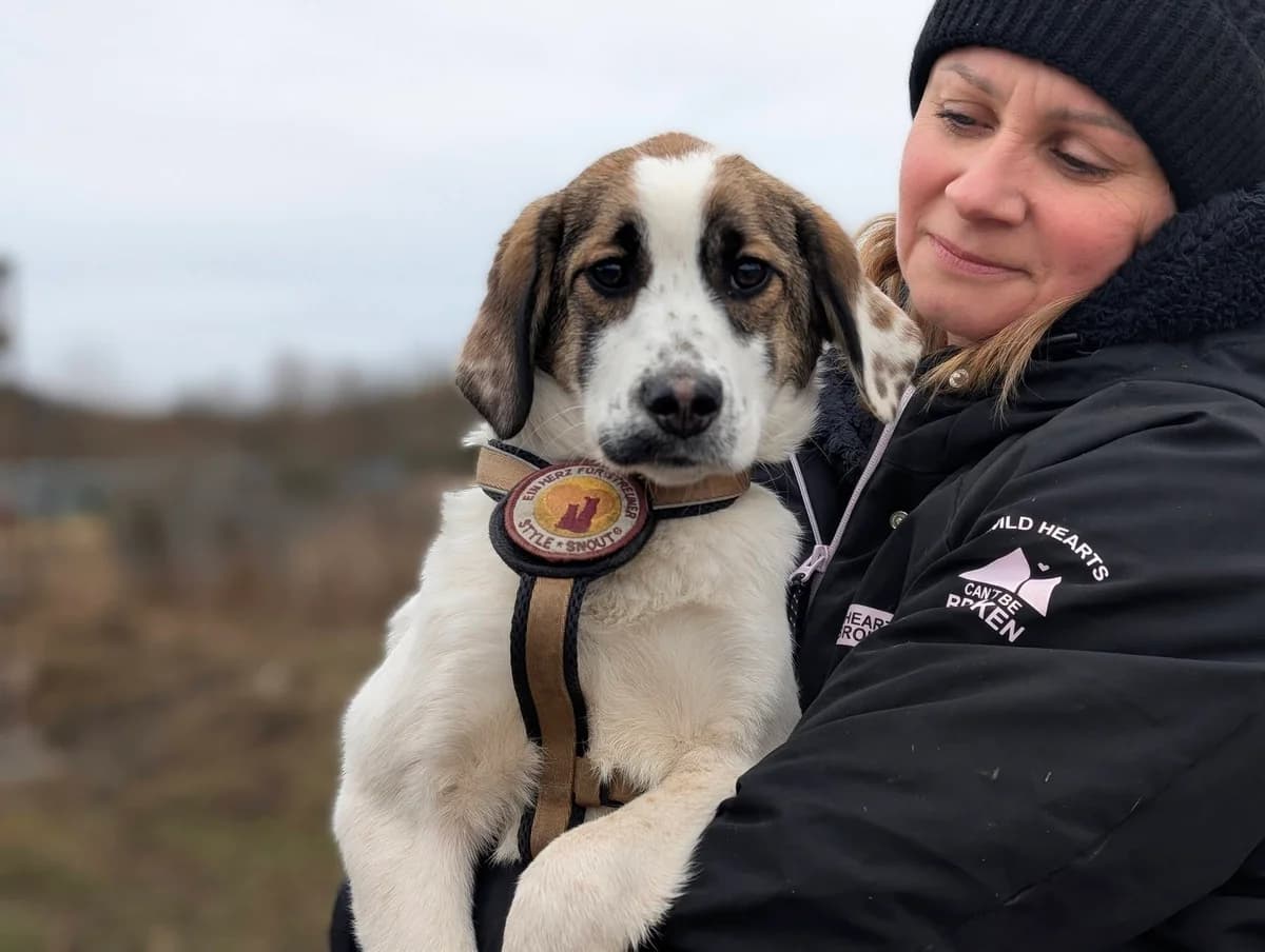 Cardi B, braun female puppy Mixed Breed for adoption at Ein Herz für Streuner e.V., München