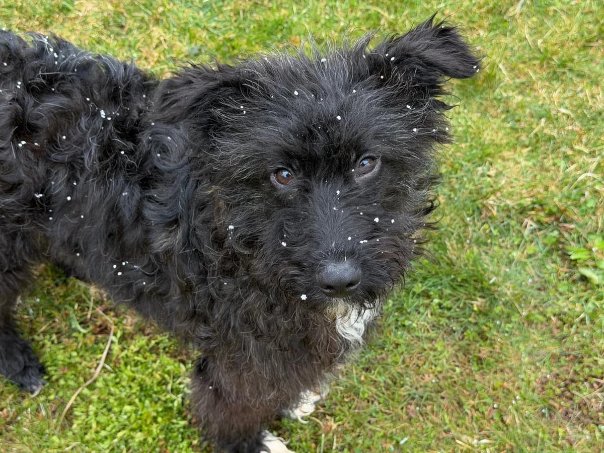 Carl, schwarz male puppy Mixed Breed for adoption at Ein Herz für Streuner e.V., München