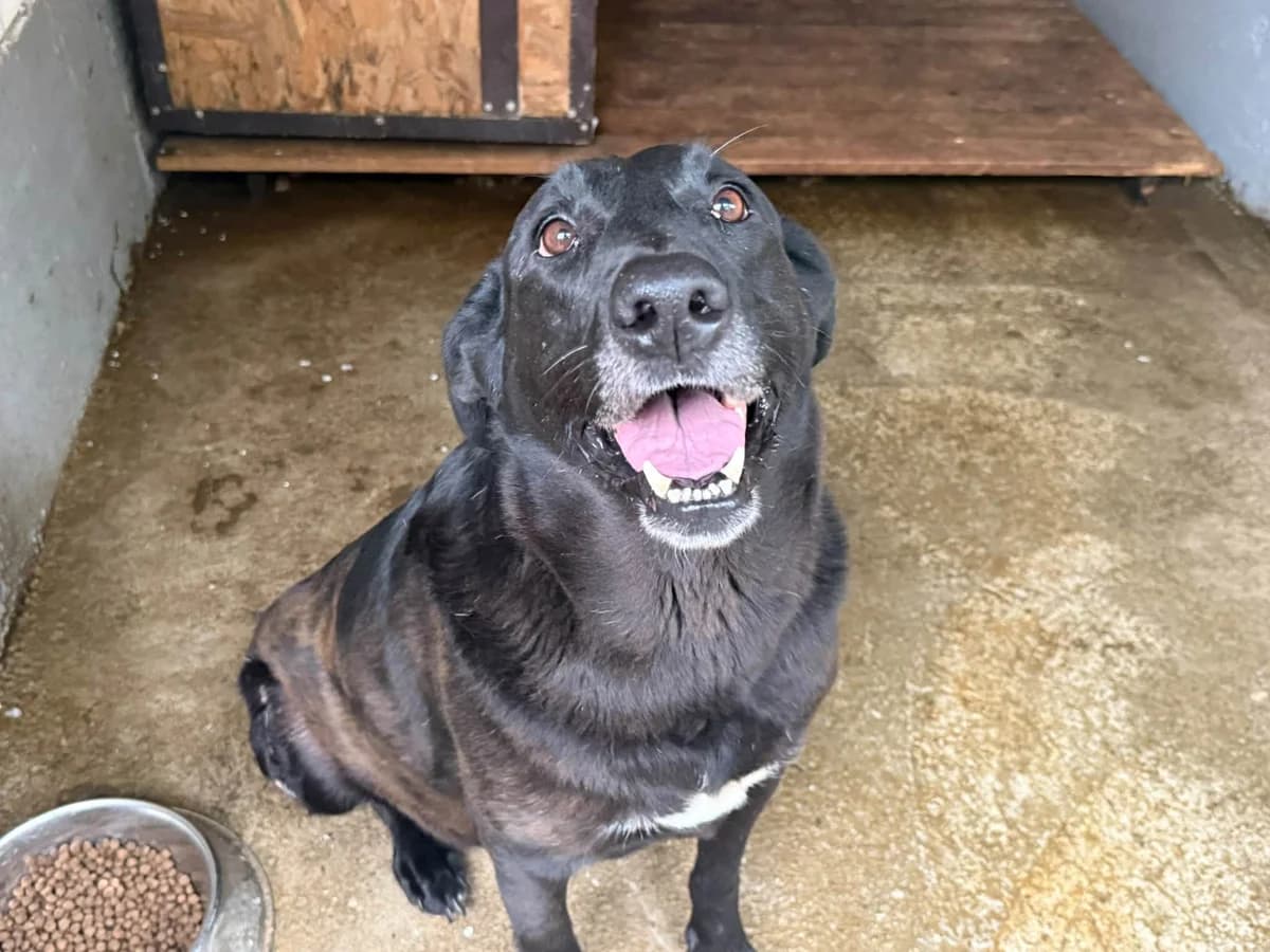 Carla, weiß female 6yo Mixed Breed for adoption at Ein Herz für Streuner e.V., München