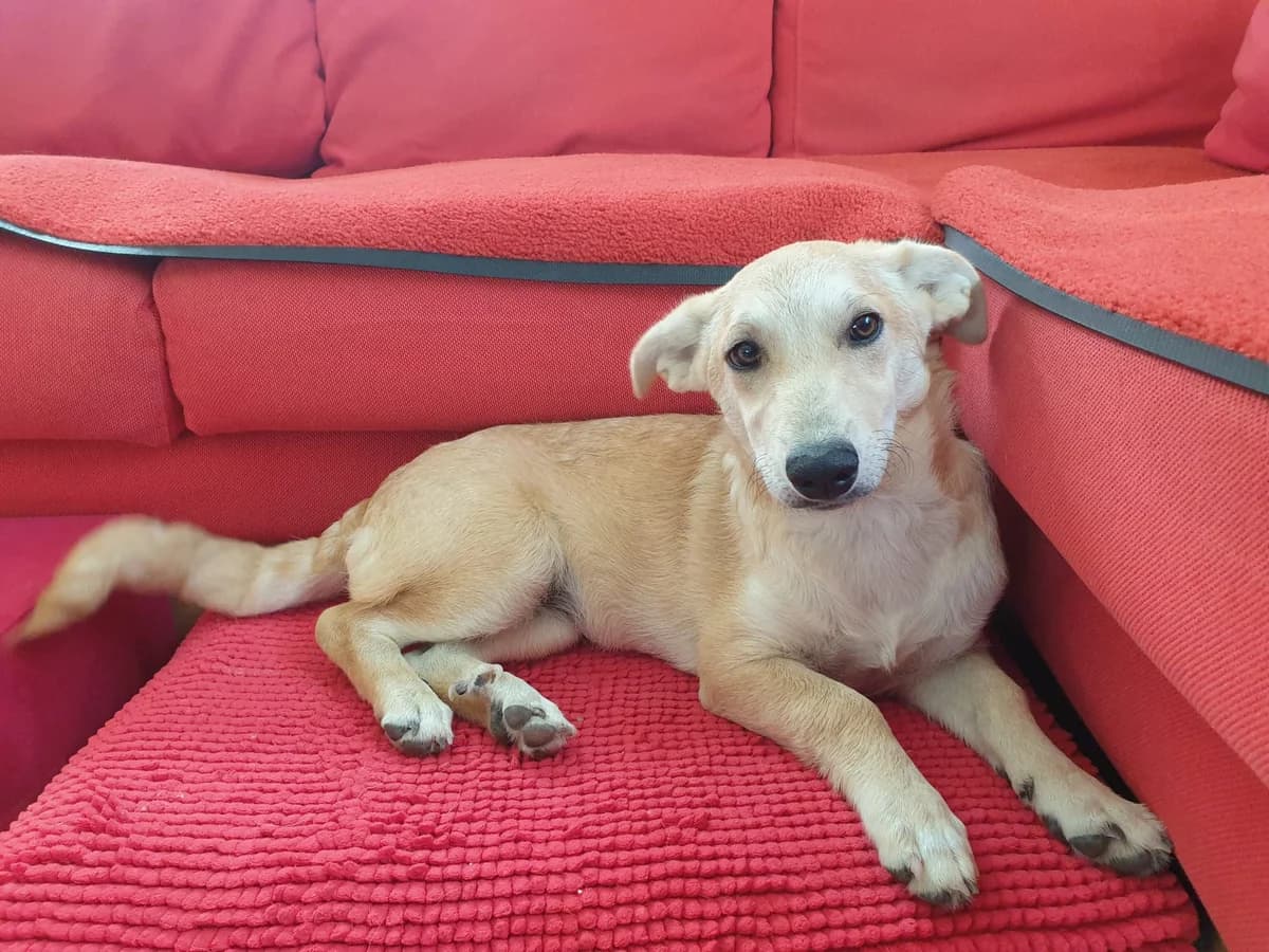 Carla, female puppy Mixed Breed for adoption at Ein Herz für Streuner e.V., München