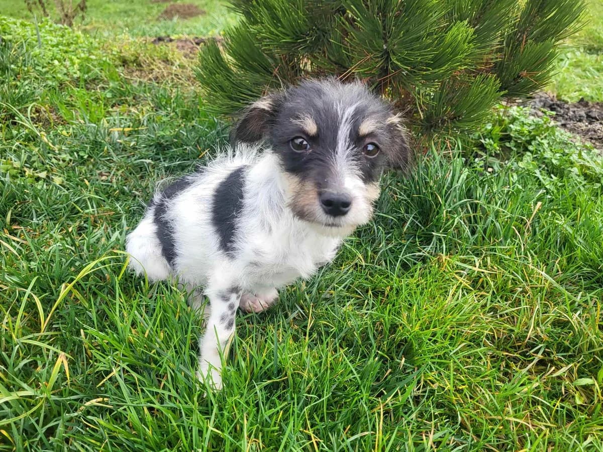 Carlchen, male puppy Mixed Breed for adoption at Ein Herz für Streuner e.V., München