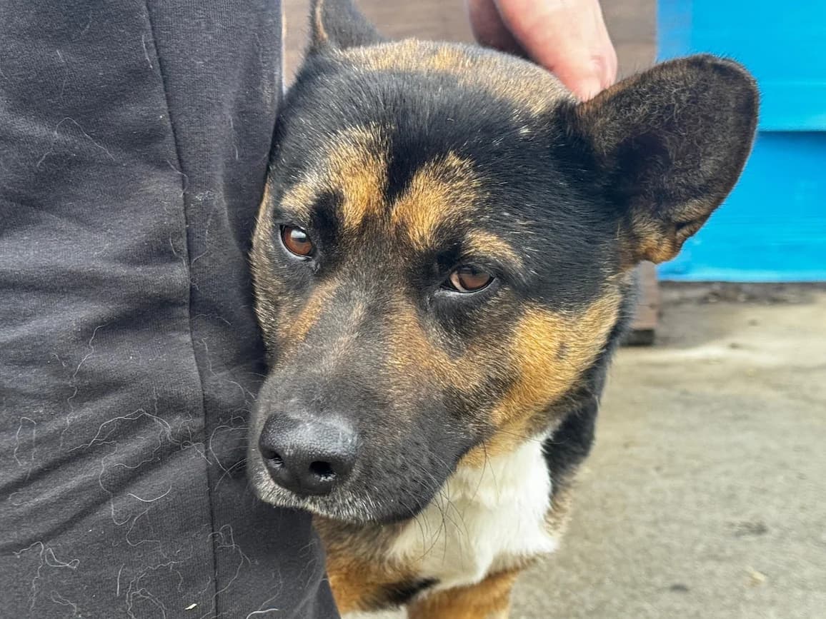 Carli, male 6yo Mixed Breed for adoption at Ein Herz für Streuner e.V., München