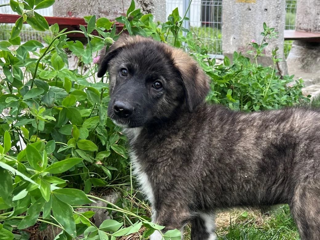 Carli, weiß male puppy Mixed Breed for adoption at Ein Herz für Streuner e.V., München