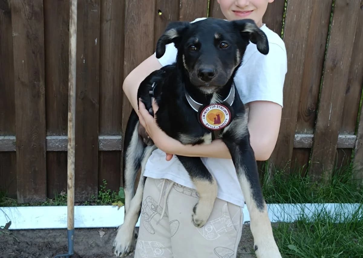 Carlito, male puppy Mixed Breed for adoption at Ein Herz für Streuner e.V., München