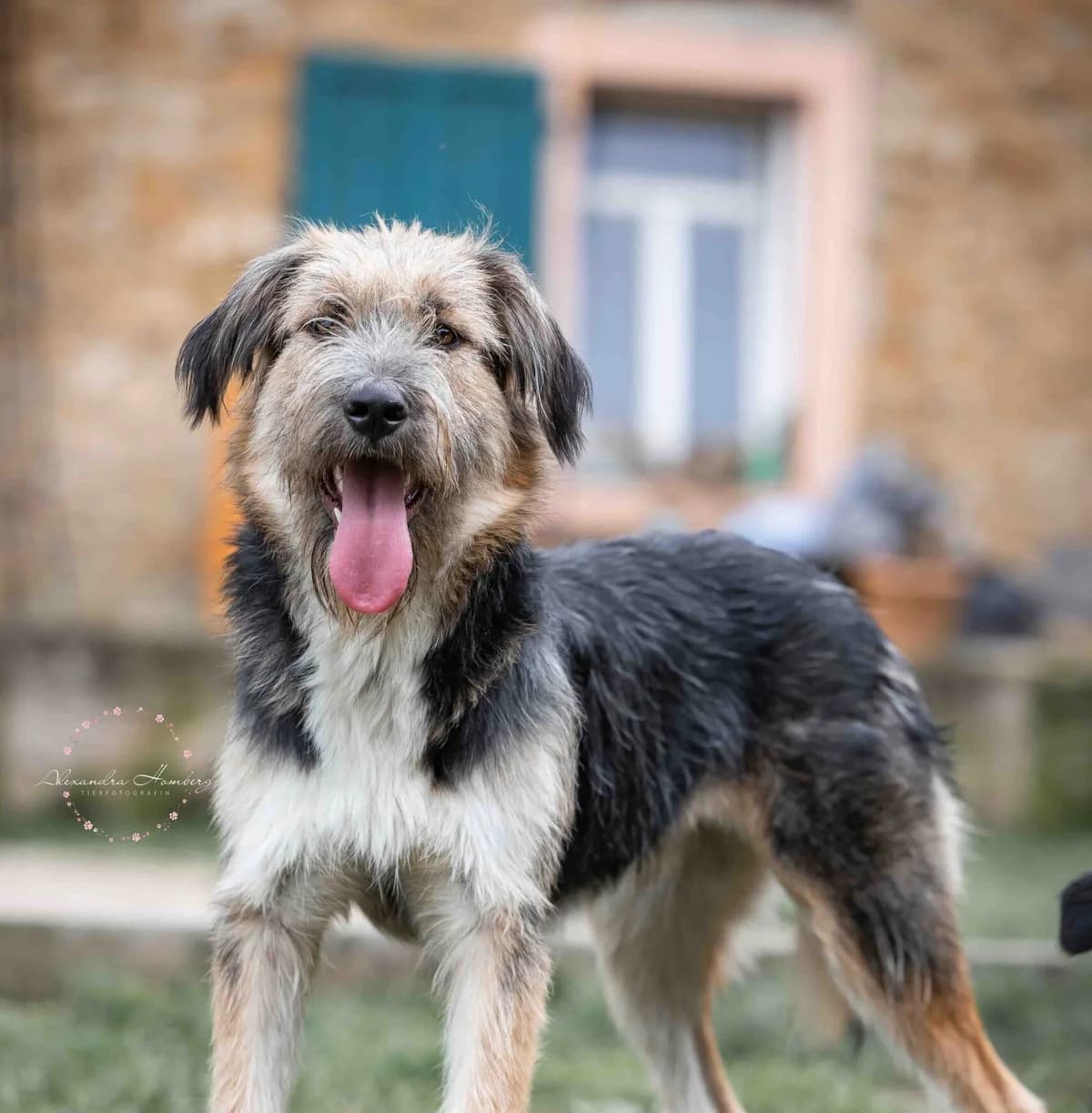 Carlitos, tricolor male young Mixed Breed for adoption at Ein Herz für Streuner e.V., München