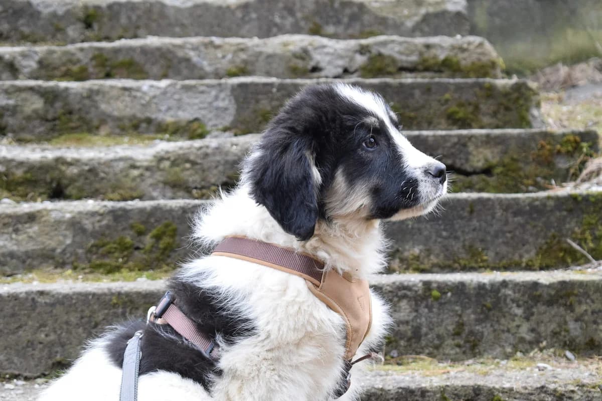 Carlo, male puppy Mixed Breed for adoption at Ein Herz für Streuner e.V., München