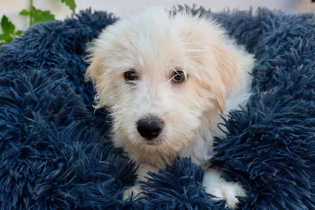 Carlo, weiß male puppy Mixed Breed for adoption at Ein Herz für Streuner e.V., München