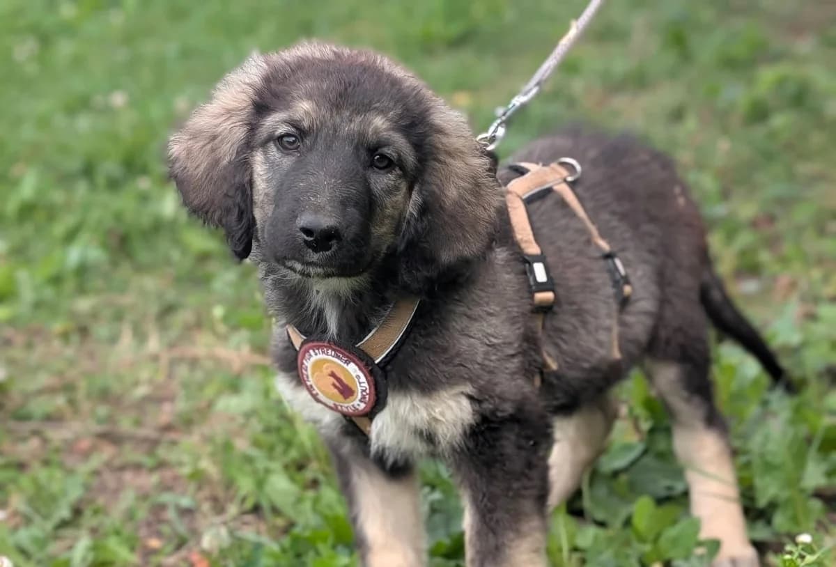 Carlo, male puppy Mixed Breed for adoption at Ein Herz für Streuner e.V., München