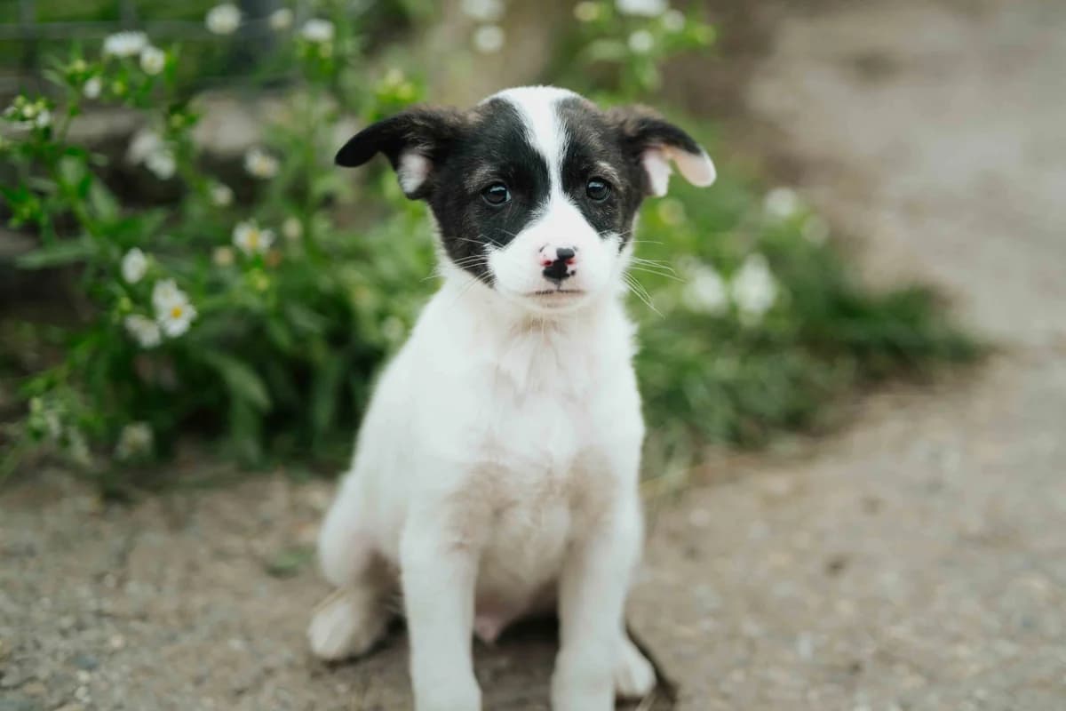 Carlo, weiß male puppy Mixed Breed for adoption at Ein Herz für Streuner e.V., München