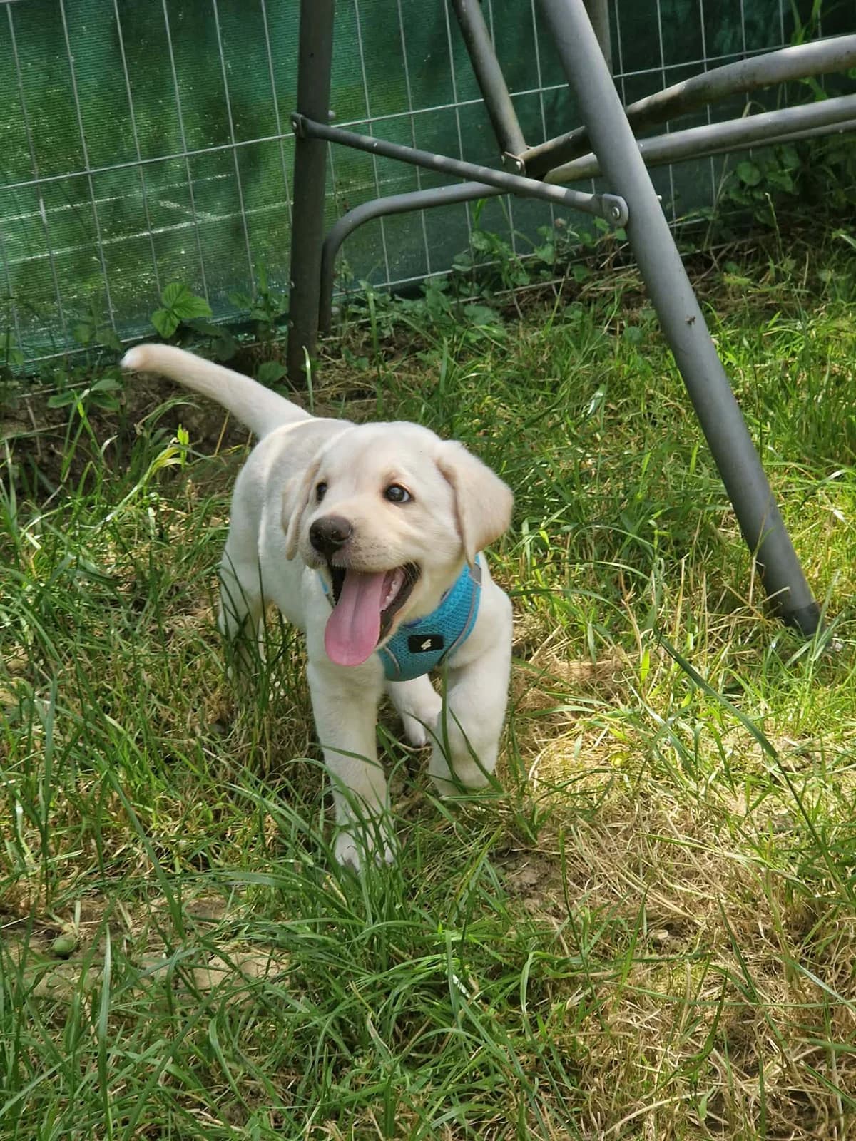 Carlos, golden male puppy Mixed Breed for adoption at Ein Herz für Streuner e.V., München