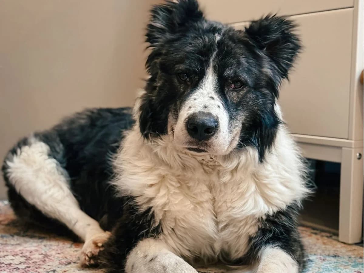 Carlos, schwarz male 7yo Mixed Breed for adoption at Ein Herz für Streuner e.V., München