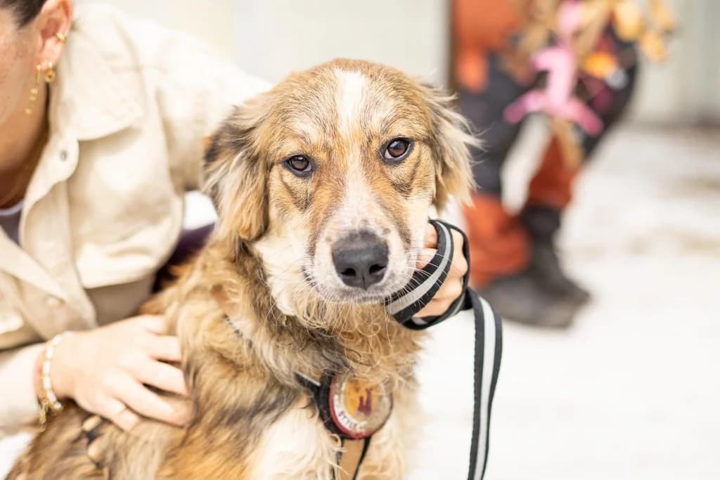 Carlotta, female puppy Mixed Breed for adoption at Ein Herz für Streuner e.V., München