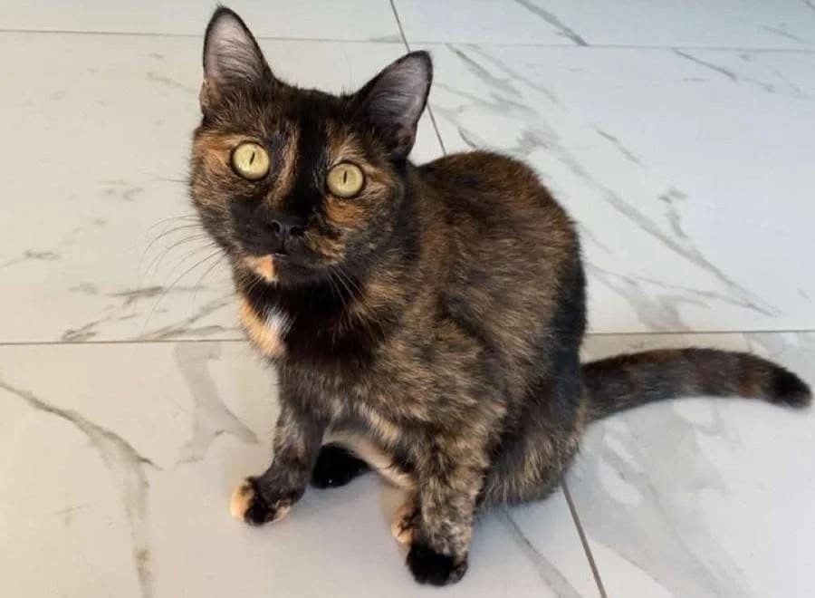 Carlotta, female 5yo Mixed Breed for adoption at Ein Herz für Streuner e.V., München