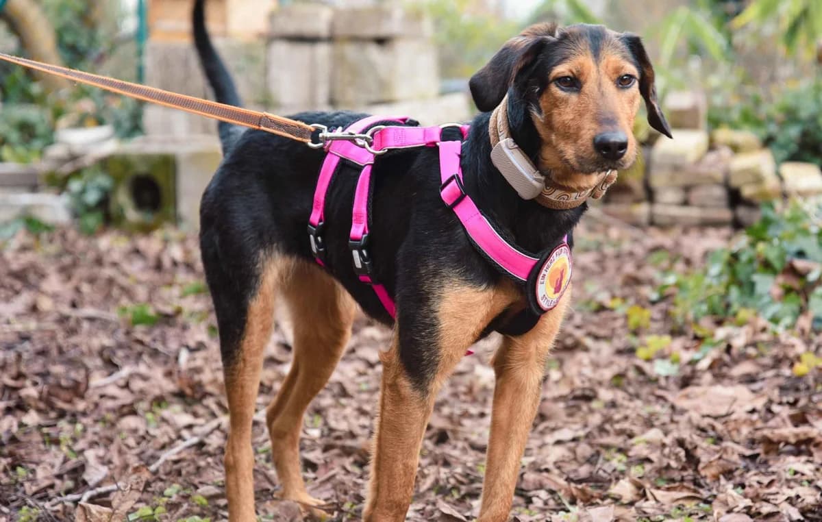 Carlotta, female young Mixed Breed for adoption at Ein Herz für Streuner e.V., München
