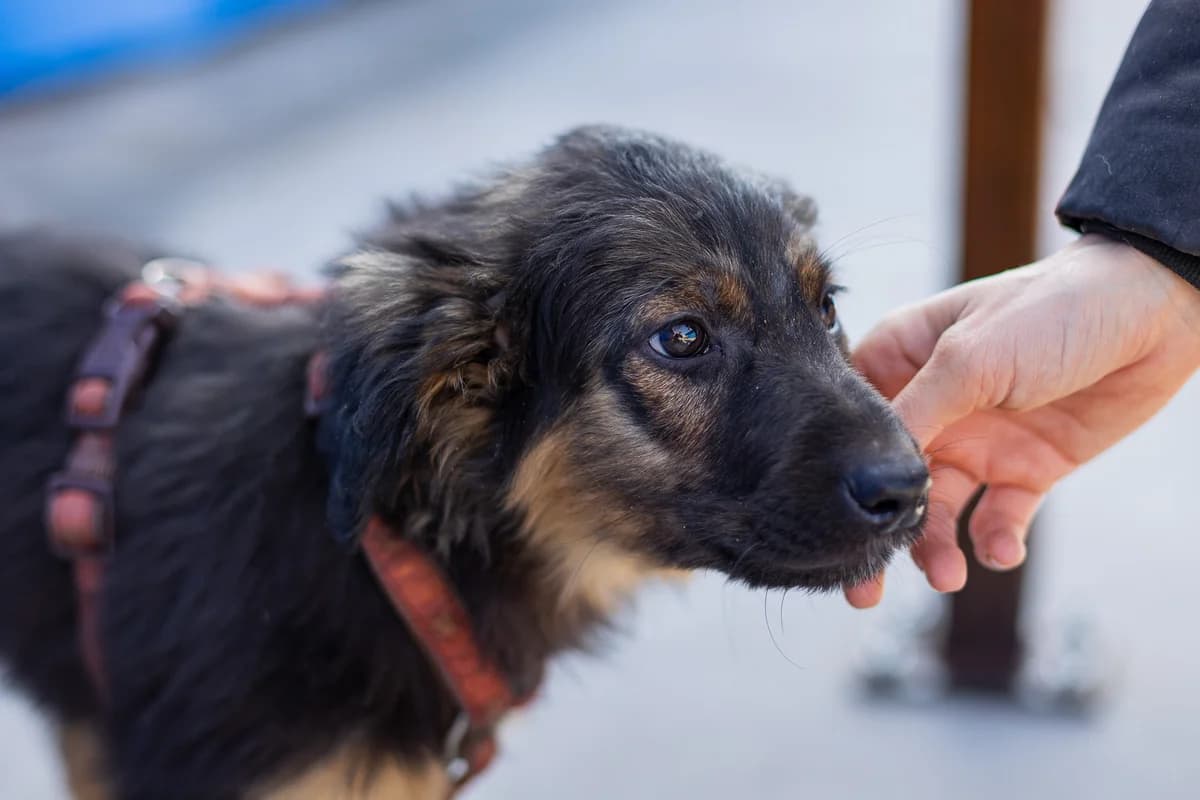 Carlson, schwarz male puppy Mixed Breed for adoption at Ein Herz für Streuner e.V., München