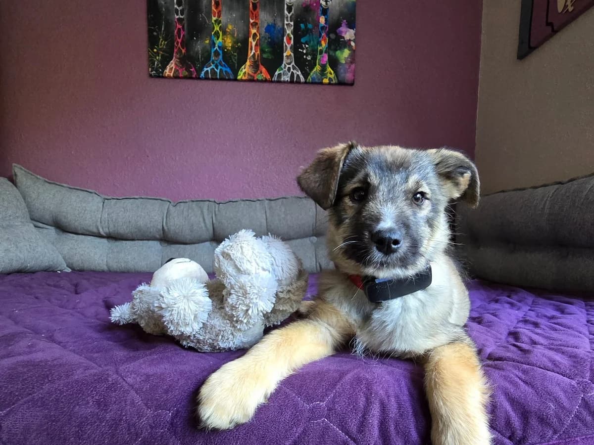 Carly, female puppy Mixed Breed for adoption at Ein Herz für Streuner e.V., München
