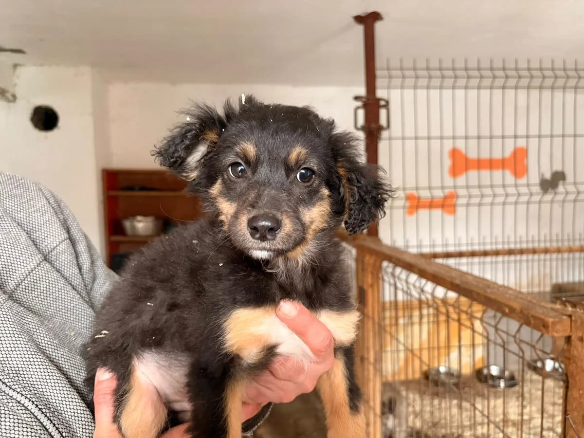 Carly, male puppy Mixed Breed for adoption at Ein Herz für Streuner e.V., München