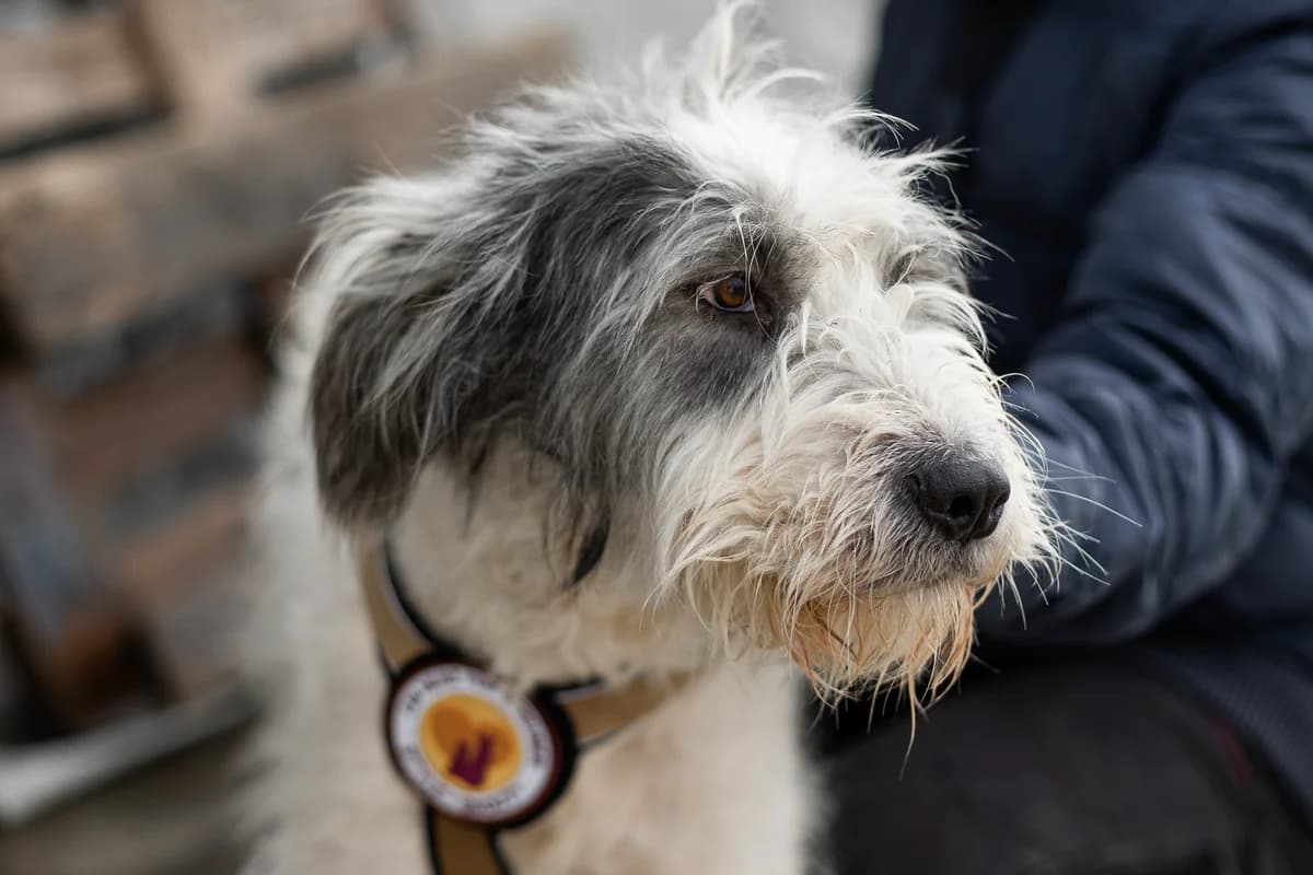 Carmen, female 4yo Mixed Breed for adoption at Ein Herz für Streuner e.V., München