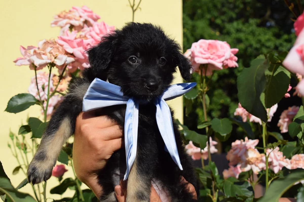 Carmy, male puppy Mixed Breed for adoption at Ein Herz für Streuner e.V., München