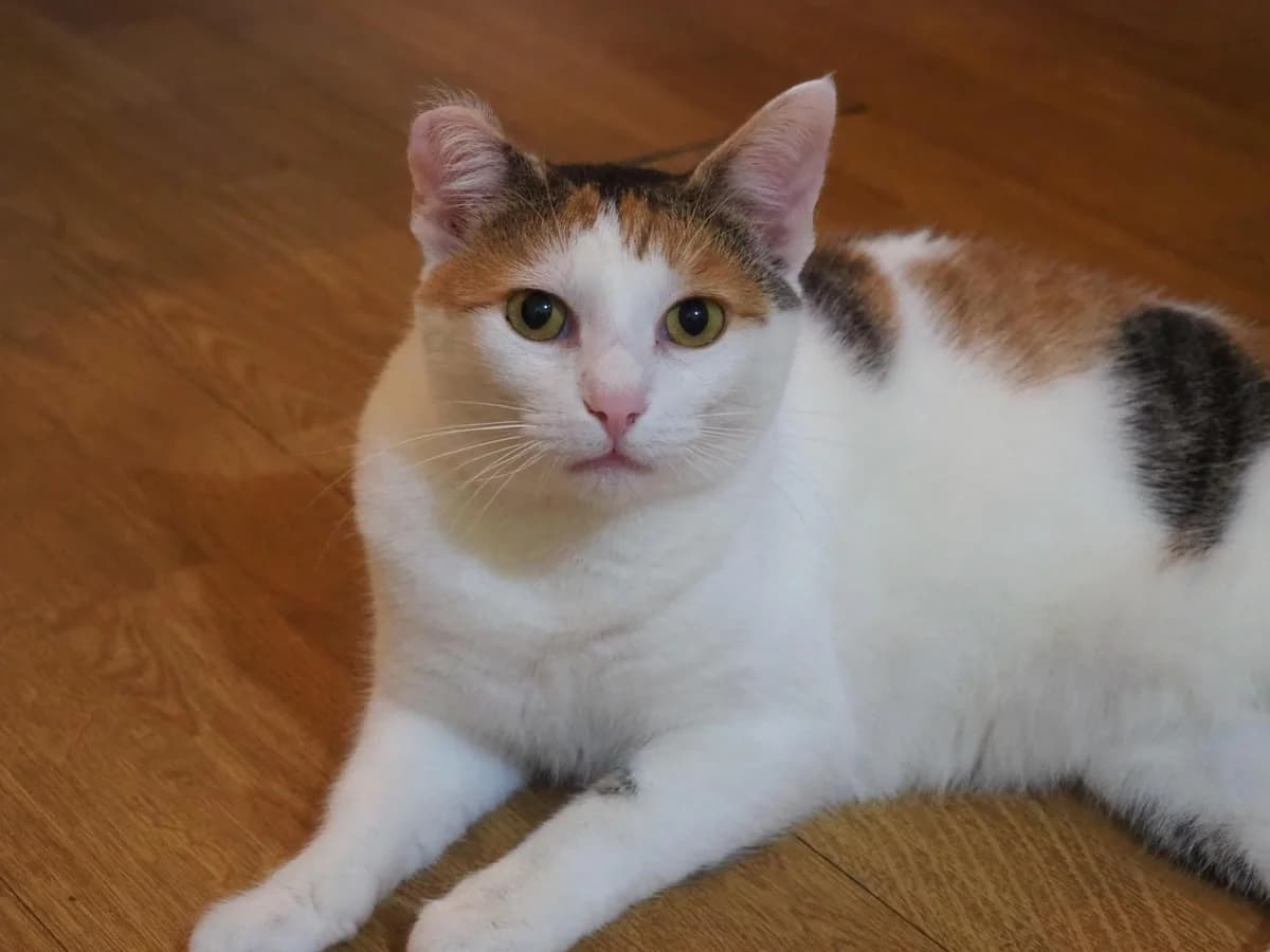 Caro, female 3yo Mixed Breed for adoption at Ein Herz für Streuner e.V., München