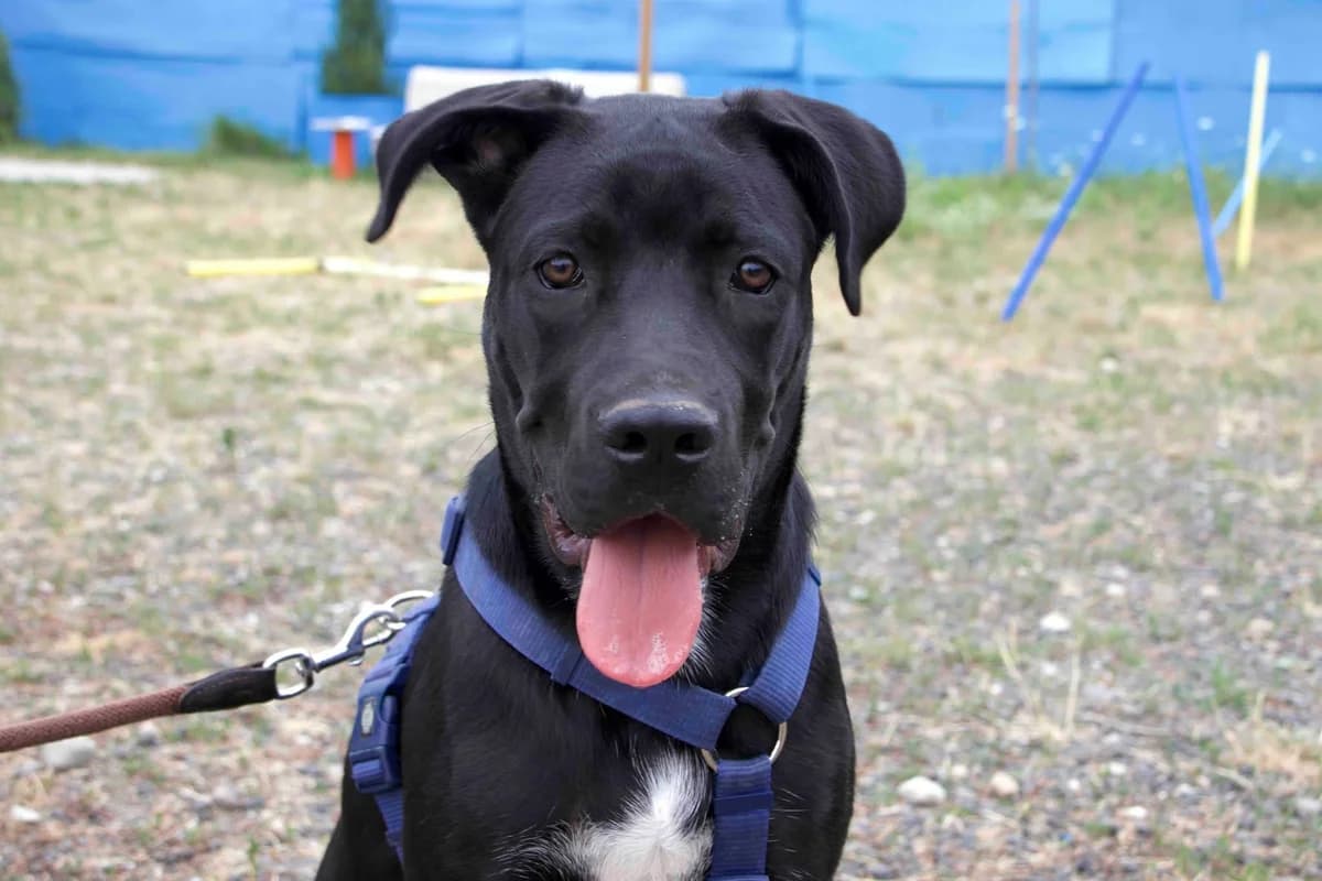 Caro, weiß male puppy Mixed Breed for adoption at Ein Herz für Streuner e.V., München