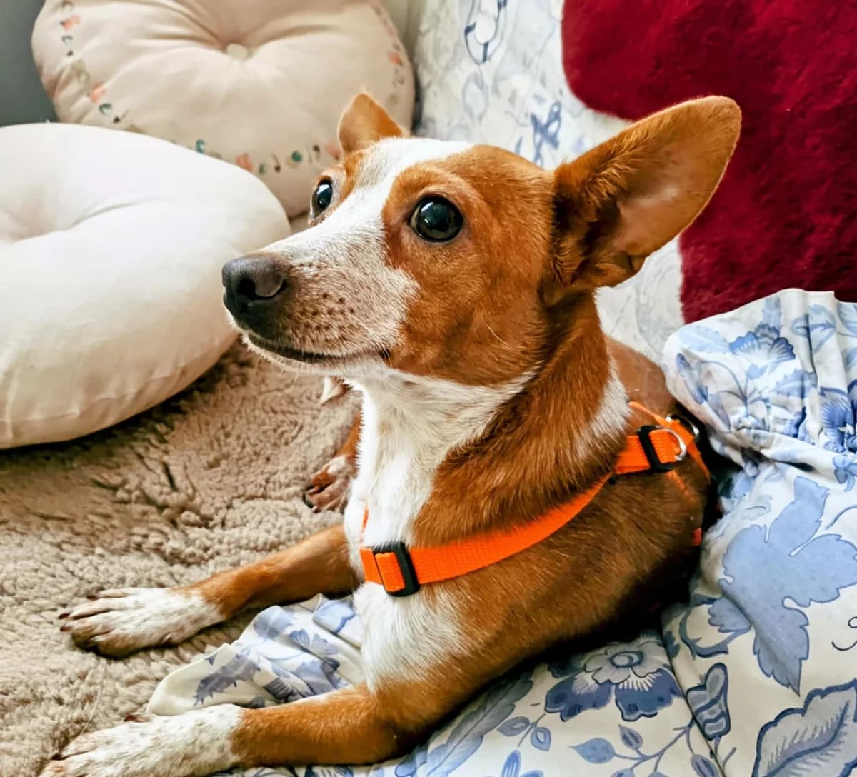 Caro, female 3yo Mixed Breed for adoption at Ein Herz für Streuner e.V., München