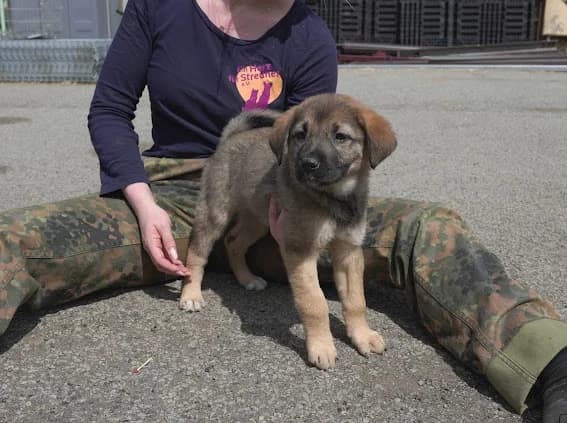 Caro, female puppy Mixed Breed for adoption at Ein Herz für Streuner e.V., München