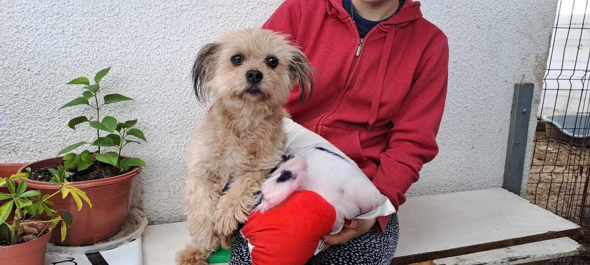 Carolin, Mixed Breed for adoption at Ein Herz für Streuner e.V., München