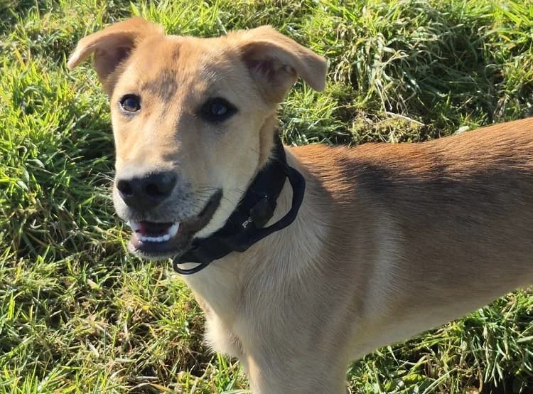 Carolin, female young Mixed Breed for adoption at Ein Herz für Streuner e.V., München