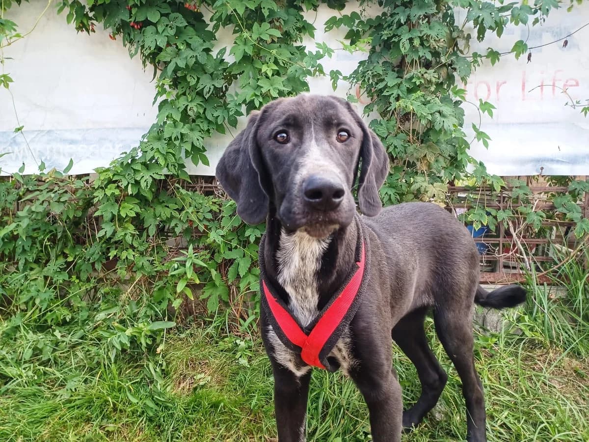 Carry, grau female puppy Mixed Breed for adoption at Ein Herz für Streuner e.V., München