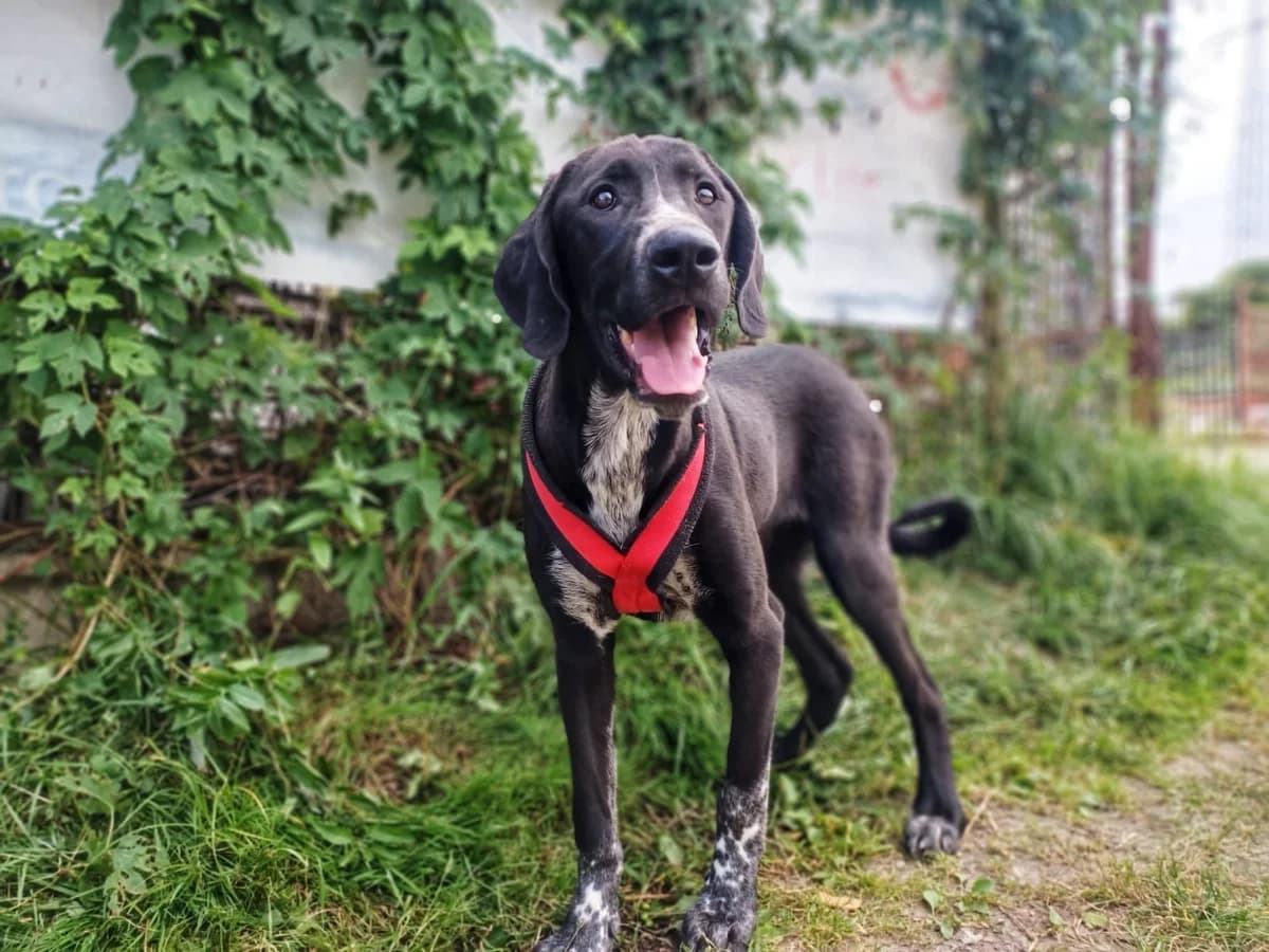 Carry, grau female puppy Mixed Breed for adoption at Ein Herz für Streuner e.V., München