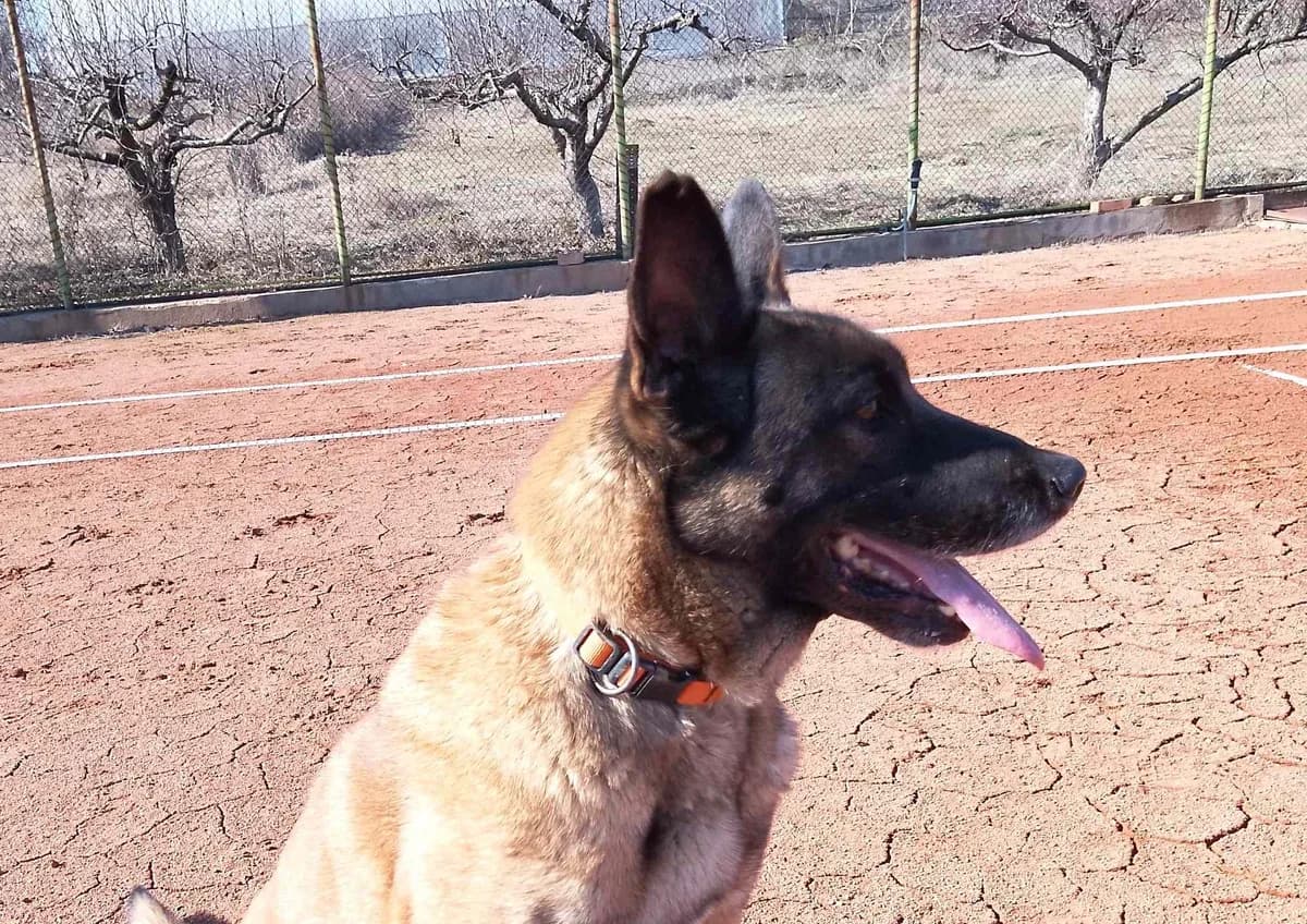 Carry, female 5yo Mixed Breed for adoption at Ein Herz für Streuner e.V., München