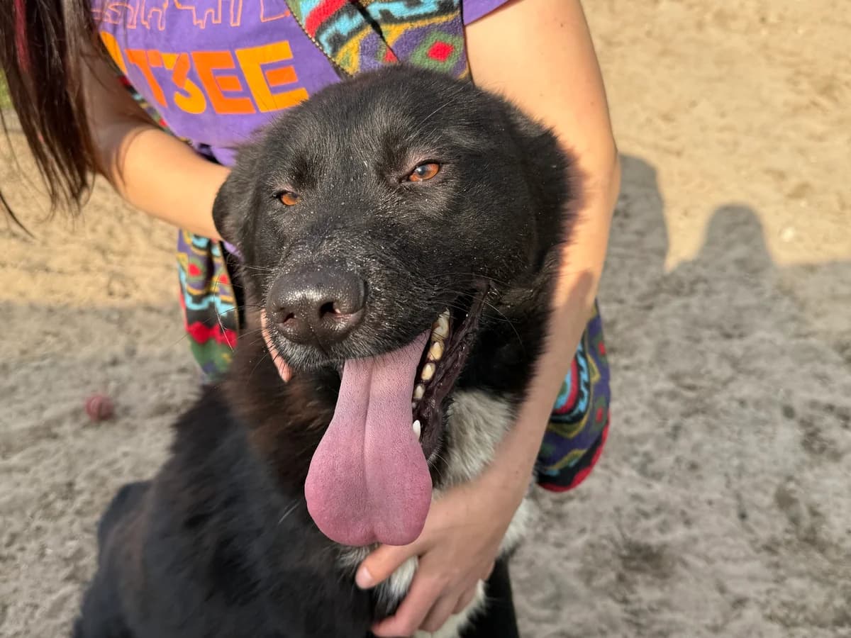 Caruso, male 5yo Mixed Breed for adoption at Ein Herz für Streuner e.V., München