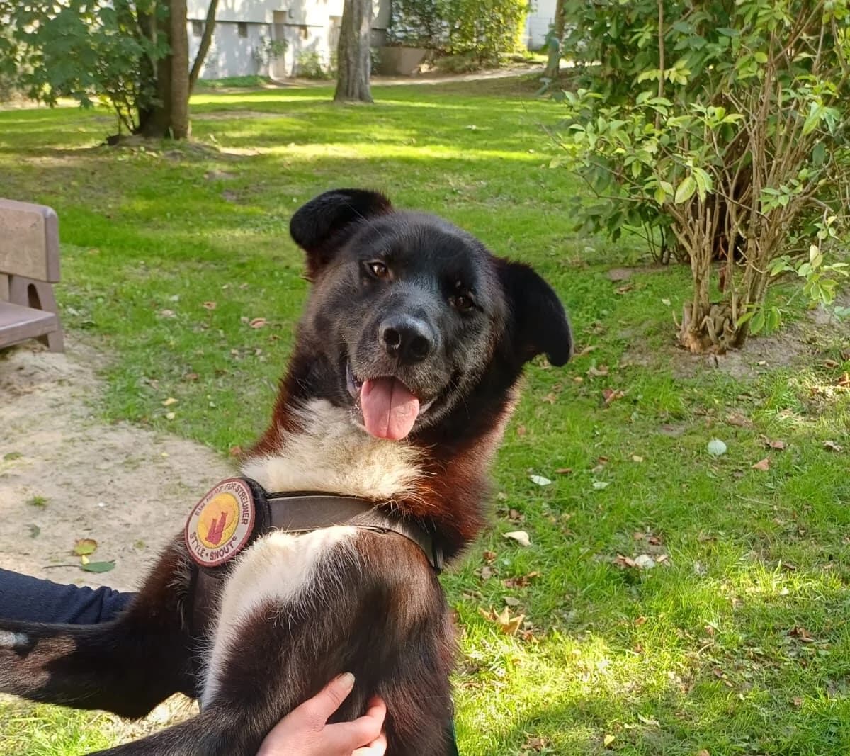 Caruso, male 5yo Mixed Breed for adoption at Ein Herz für Streuner e.V., München