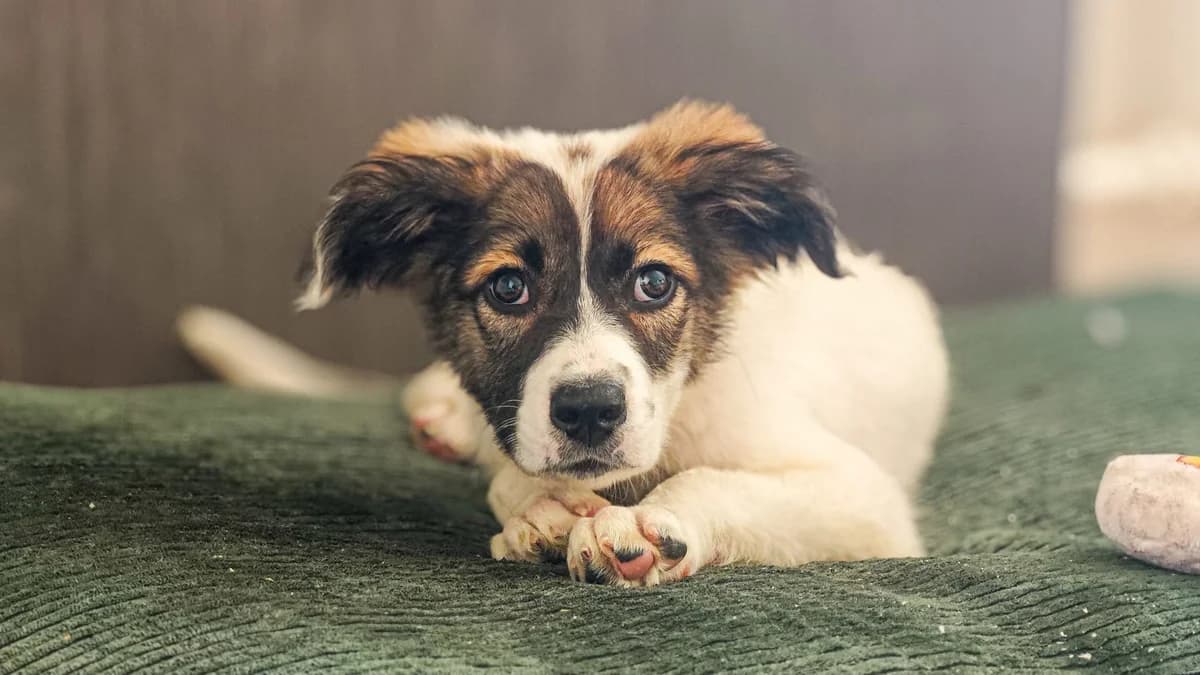 Casa, female puppy Mixed Breed for adoption at Ein Herz für Streuner e.V., München