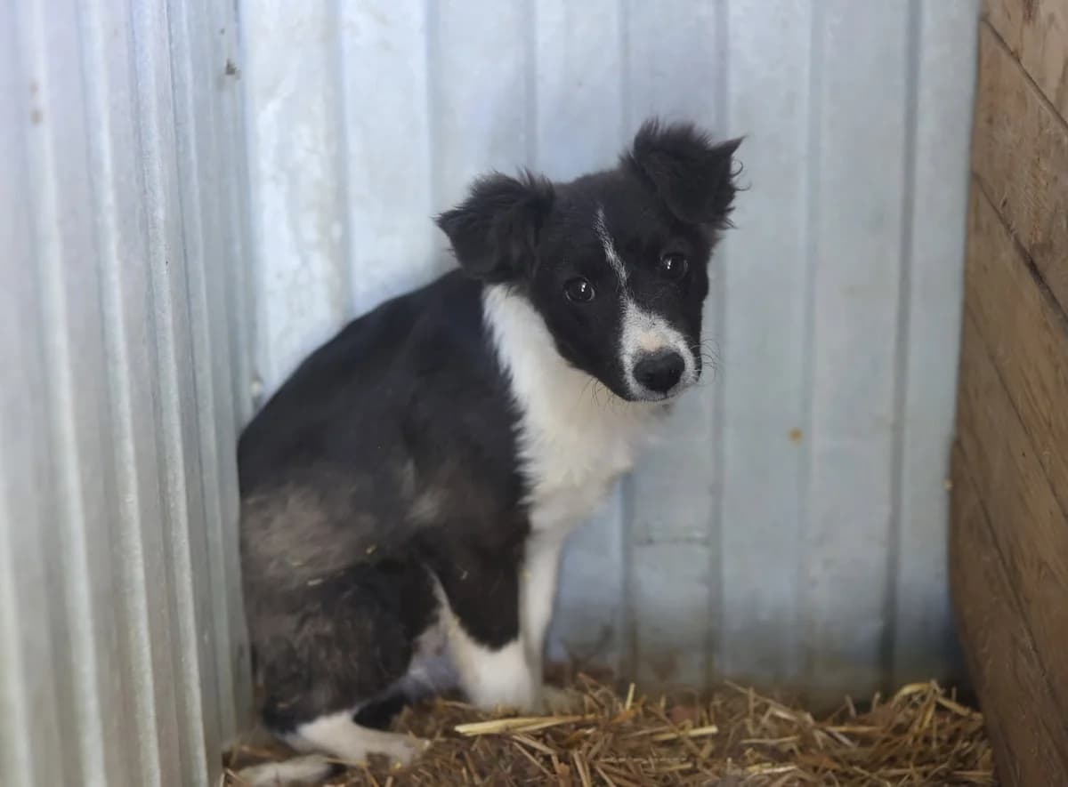 Cashew, male puppy Mixed Breed for adoption at Ein Herz für Streuner e.V., München