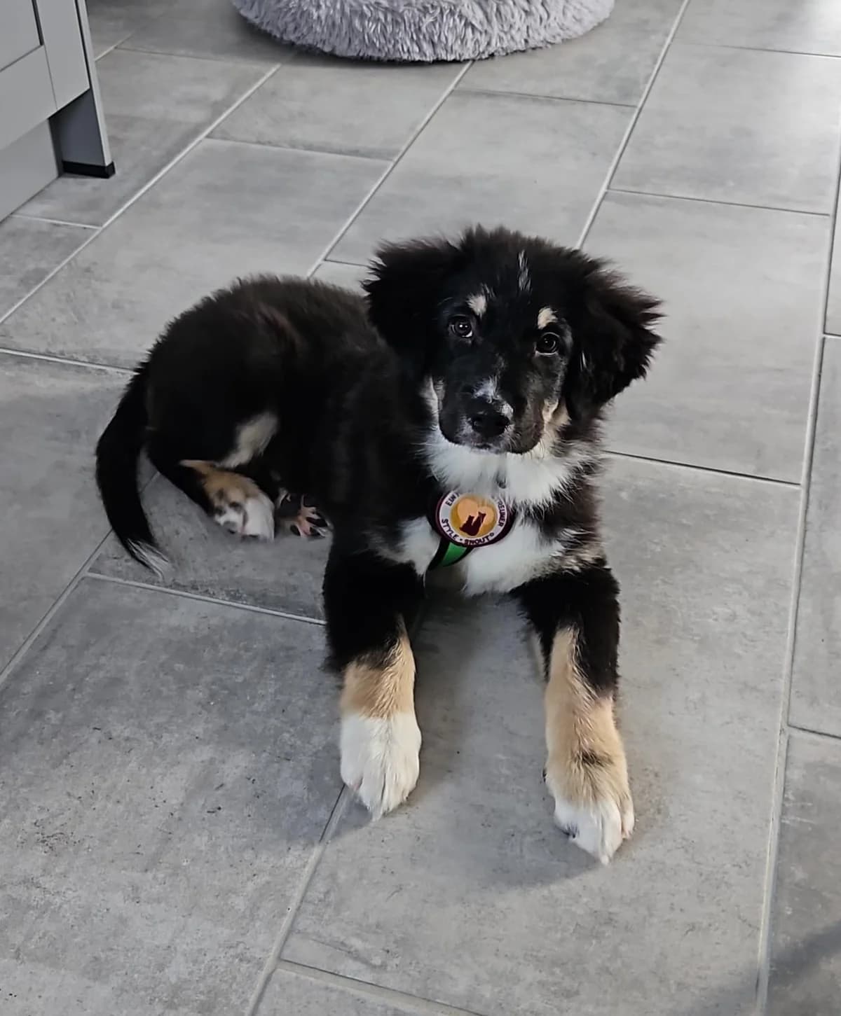 Cashew, female puppy Mixed Breed for adoption at Ein Herz für Streuner e.V., München