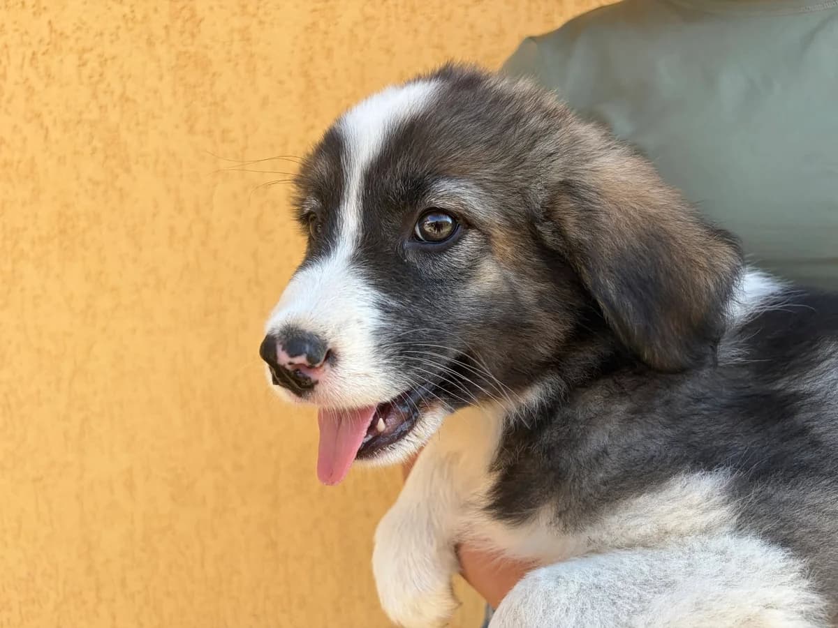 Casimir, male puppy Mixed Breed for adoption at Ein Herz für Streuner e.V., München