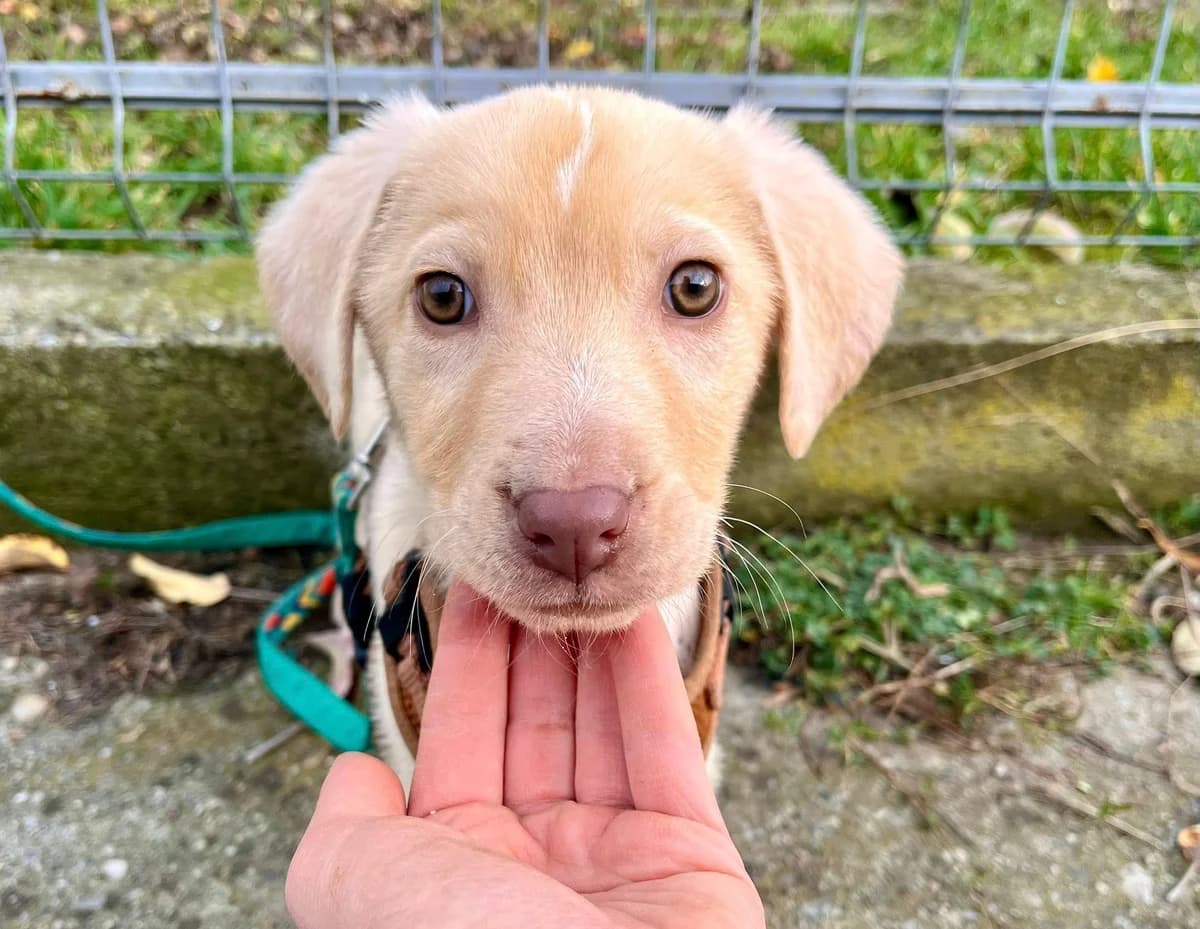 Caspar, male puppy Mixed Breed for adoption at Ein Herz für Streuner e.V., München