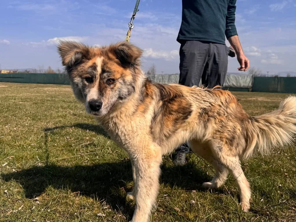 Caspar, braun male 3yo Mixed Breed for adoption at Ein Herz für Streuner e.V., München